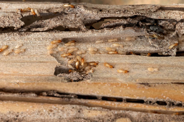 Trusted Biscayne Park, FL Pest Control Experts
