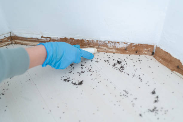 Best Affordable Pest Control Services  in Biscayne Park, FL